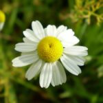Cohérence cardiaque : ce que la respiration lente fait vraiment, et comment la pratiquer